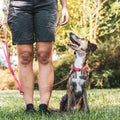 4 Paws In Basics Class - Sept 28th