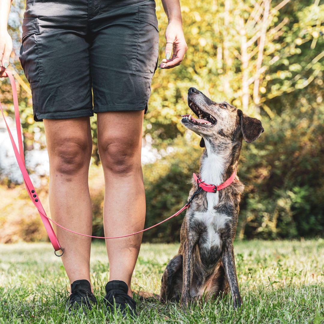 4 Paws In Basics Class - Sept 28th
