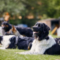 4 Paws In Basics Class