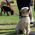 4 Paws In Puppy Class