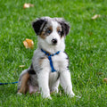 4 Paws In Puppy Class - Sept 28th