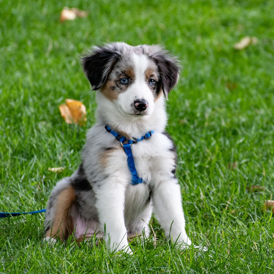 4 Paws In Puppy Class - Sept 28th
